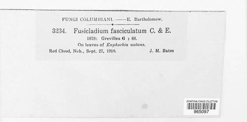 Fusicladium fasciculatum image